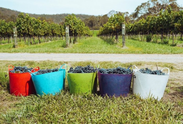 Harvest season in Barossa Valley